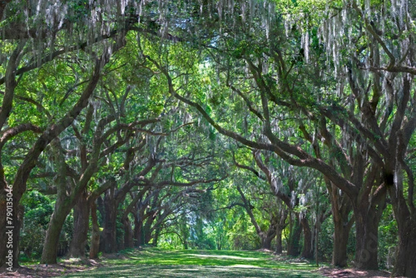Fototapeta Avenue of Oaks, parallel rows of Live Oak trees form a canopy of foliage in Charles Towne Landing State Historic Site.