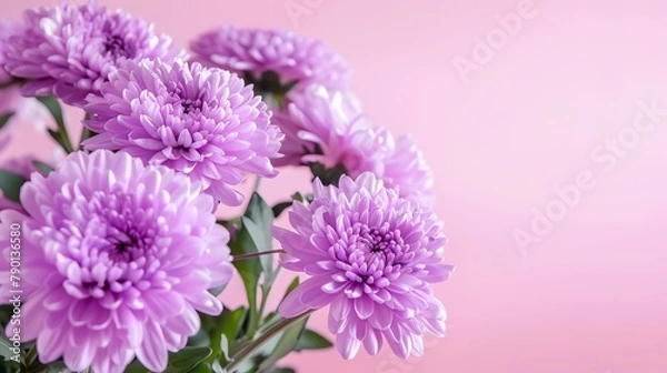 Fototapeta Elegant purple flowers for mourning, copyspace for text, soft focus and lighting