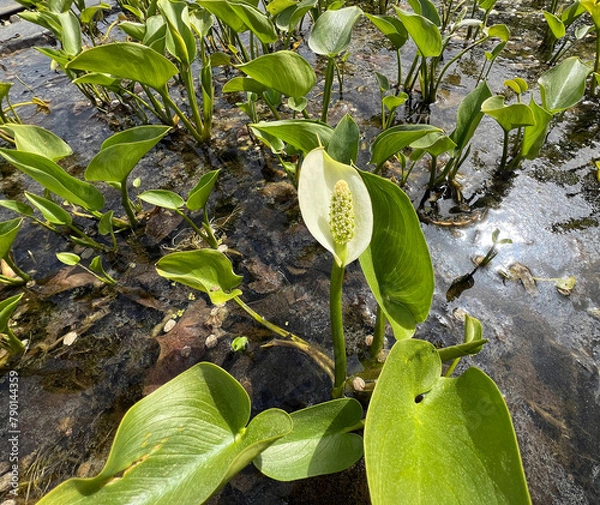 Fototapeta Marsh calla, Calla palustris
