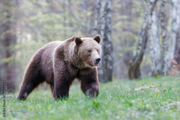Fototapeta Brown bear, Ursus arctos walking in a birch forest on a mountain meadow. Dangerous animal in natural habitat . Wildlife scenery from Slovakia. 