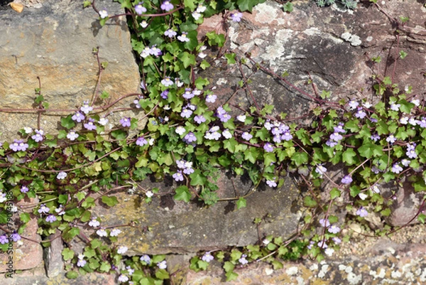 Obraz Cymbalaria muralis