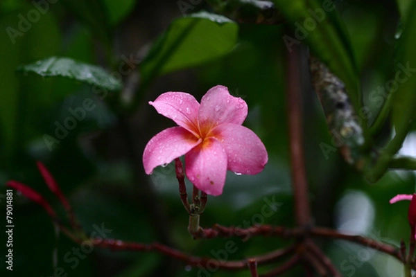 Fototapeta 꽃이미지