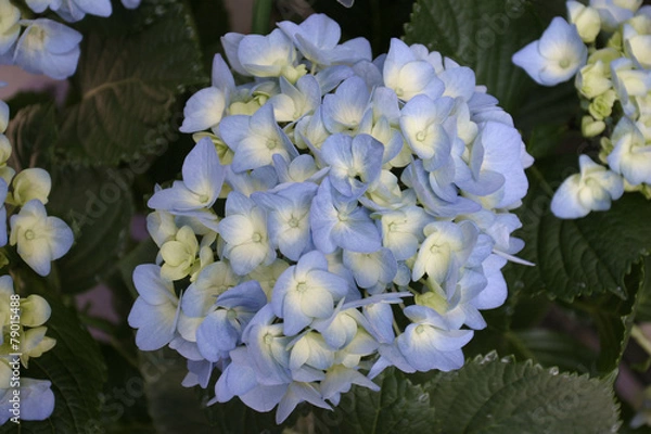 Fototapeta 꽃이미지