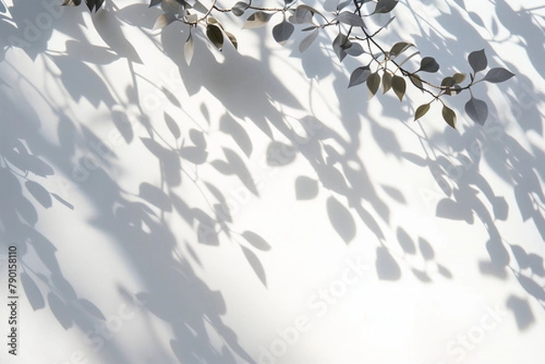 Obraz 壁にうつる植物の影