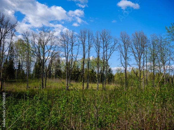Fototapeta wild forest trees and branches chaos in summer green day