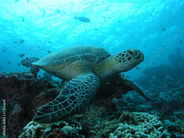 Obraz 파충류이미지