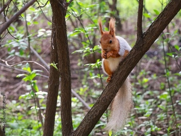 Obraz Squirrel in the forest