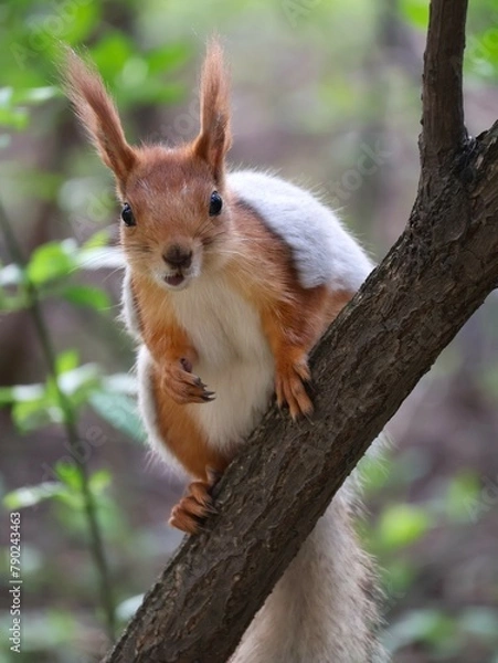 Fototapeta Red squirrel on a tree