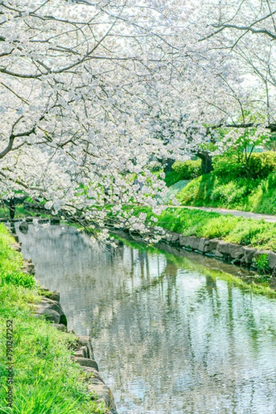 Obraz 元荒川の桜並木