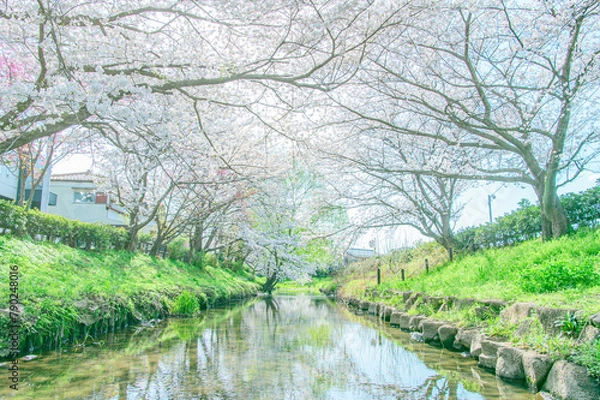 Fototapeta 元荒川の桜並木