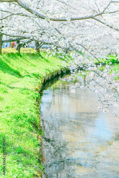 Obraz 元荒川の桜並木