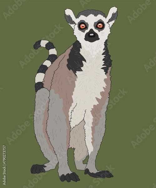 Obraz Lemur Ring-Tailed Lemurs Front View