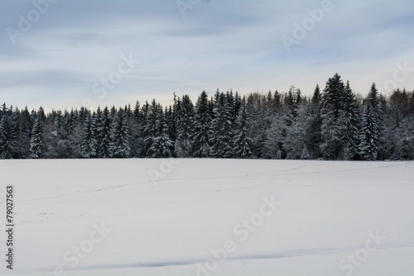 Fototapeta Winter und Wald