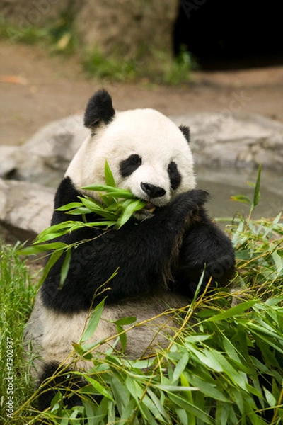 Fototapeta Panda niedźwiedzi