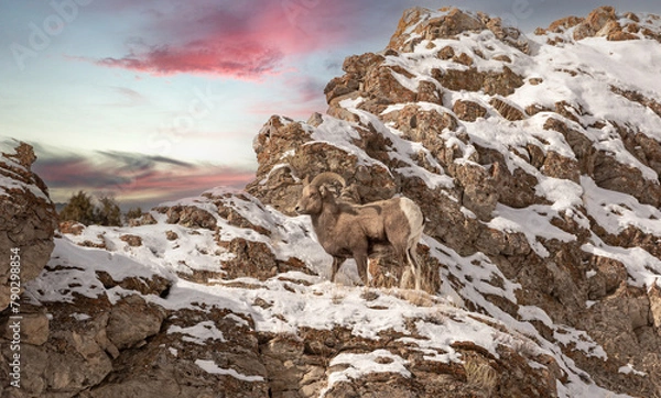Obraz Bighorn at sunset