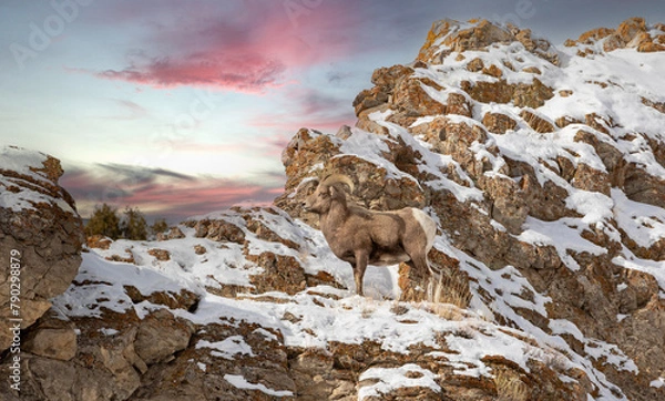 Obraz sheep in the mountains