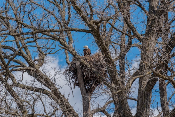 Fototapeta Bald Eagle Sitting On Her Huge Nest In The Tree In Spring