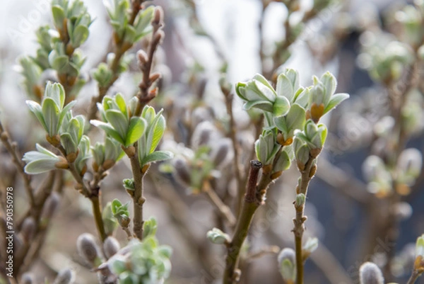 Obraz Close-up view of first leaves and catkin flowers of Salix myrtilloides (swamp willow) plant in a sunny spring day. Soft focus. Abstract natural background. Beauty in nature theme.