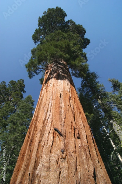Obraz Sequoia sempervirens