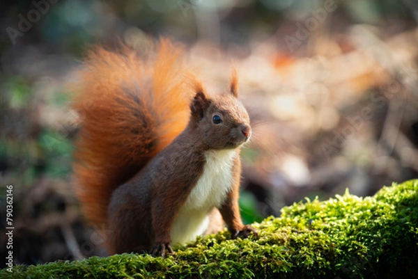 Fototapeta Red Squirrel