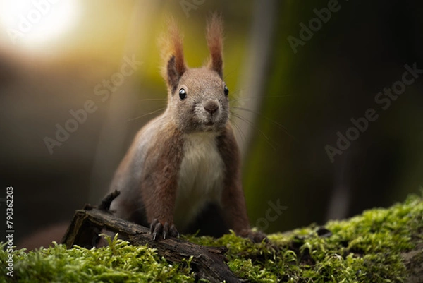Fototapeta Red Squirrel