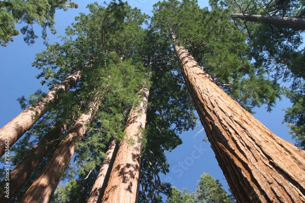 Obraz Sequoia sempervirens