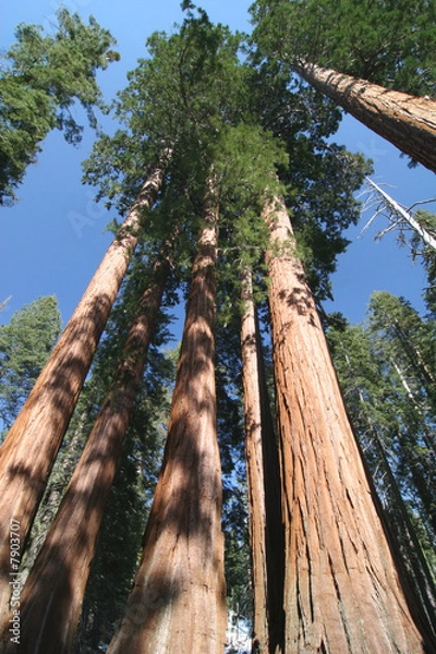 Obraz Sequoia sempervirens