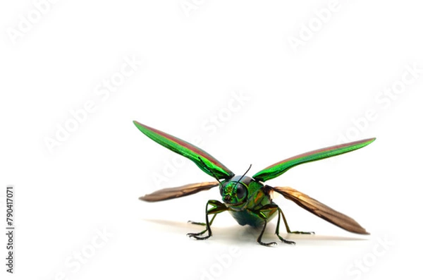 Fototapeta タマムシ　飛び立つ　白バック