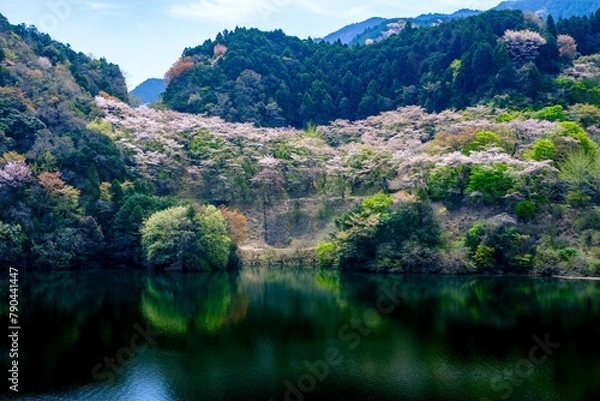 Obraz 君ケ野ダムの桜