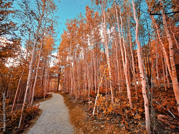 Obraz Path through the trees in autumn