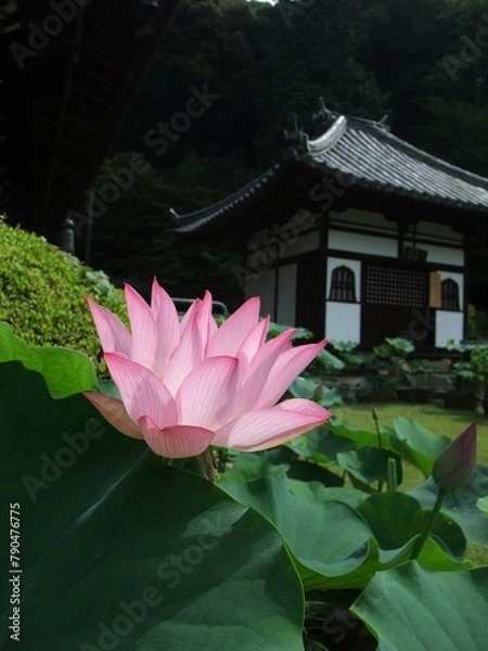 Obraz 三室戸寺に咲いていた蓮の花