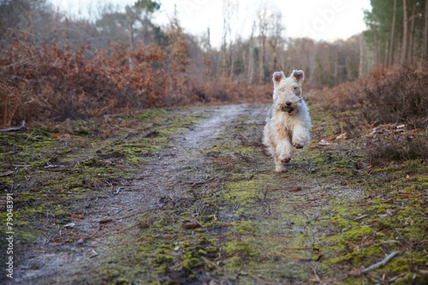 Obraz Fox Terrier en action