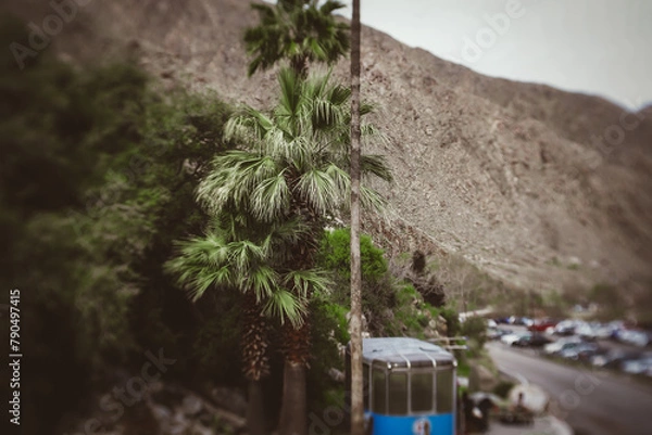 Obraz Palm trees in the wind