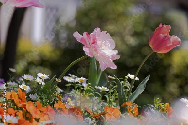 Fototapeta ピンクの花