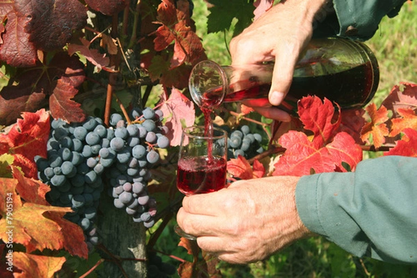 Fototapeta Pouring red wine in vineyard