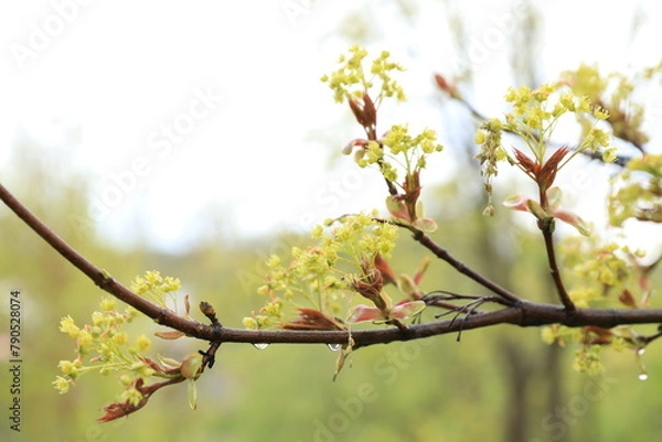Fototapeta spring tree