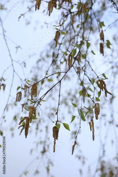 Fototapeta spring tree