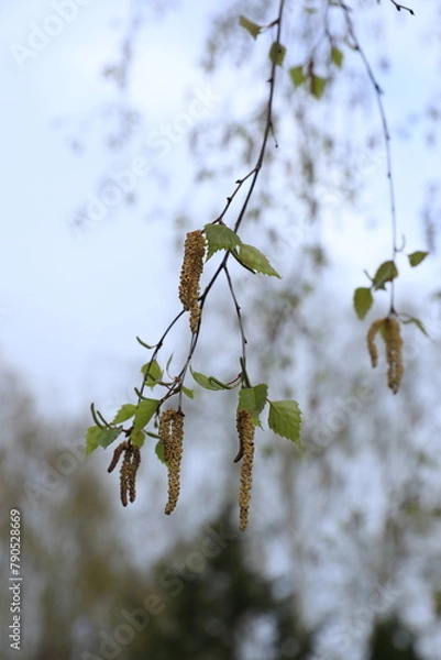 Fototapeta spring tree