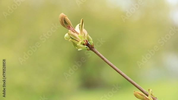 Fototapeta spring tree