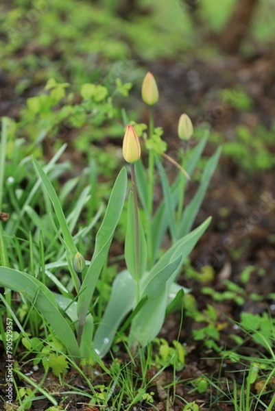 Fototapeta spring flowers