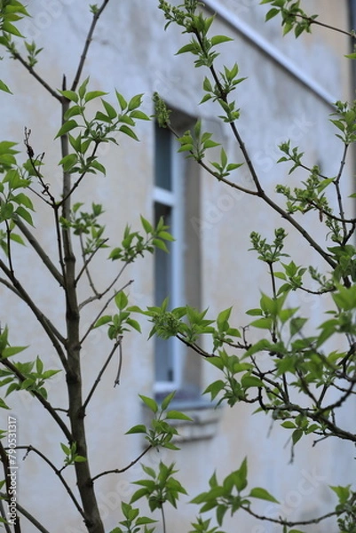 Fototapeta spring tree