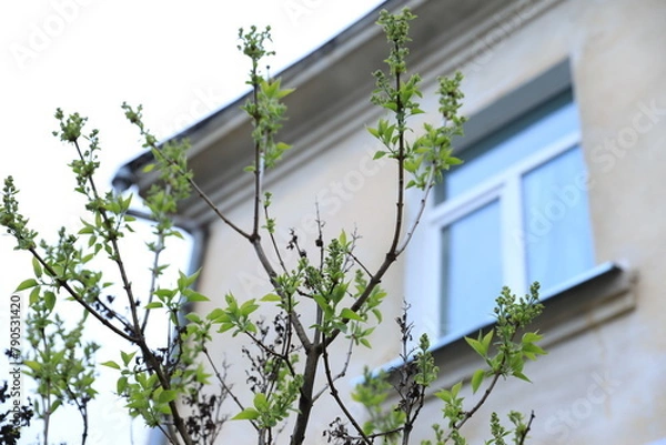 Fototapeta spring tree