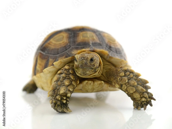 Fototapeta Desert tortoise isolated on white background