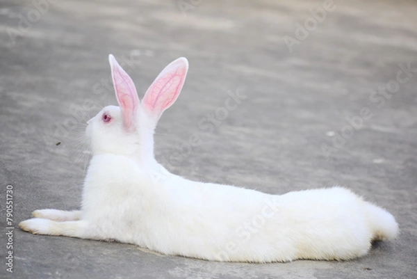Obraz white rabbit in the garden