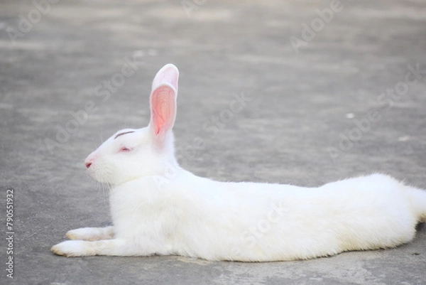 Obraz white rabbit in the garden