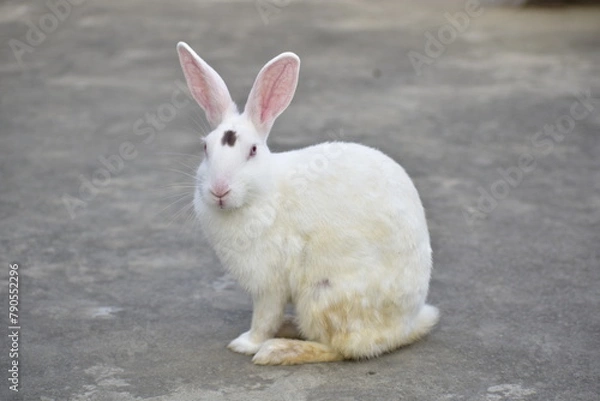 Obraz white rabbit in the garden