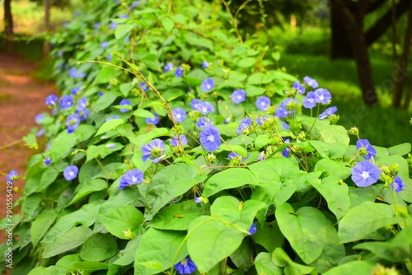 Obraz Wildlife and Nature