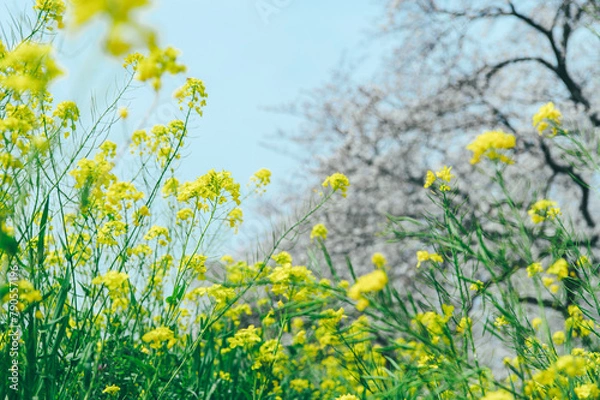 Obraz 桜と菜の花　フィルム写真