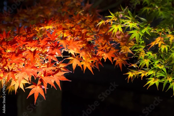 Fototapeta 夜の紅葉