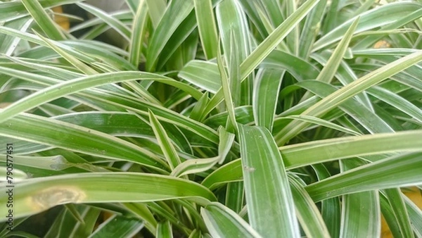 Fototapeta Lili Paris (Chlorophytum comosum) growing in the garden. Green Plants Spring Fresh and Bloom